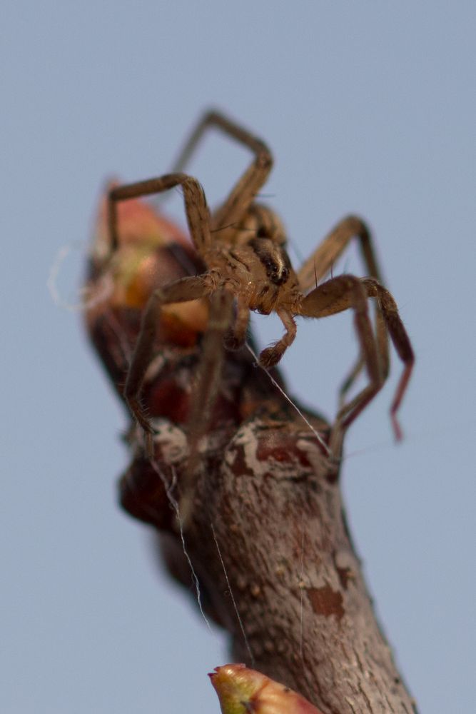 Spinne auf Frühlingsknospe