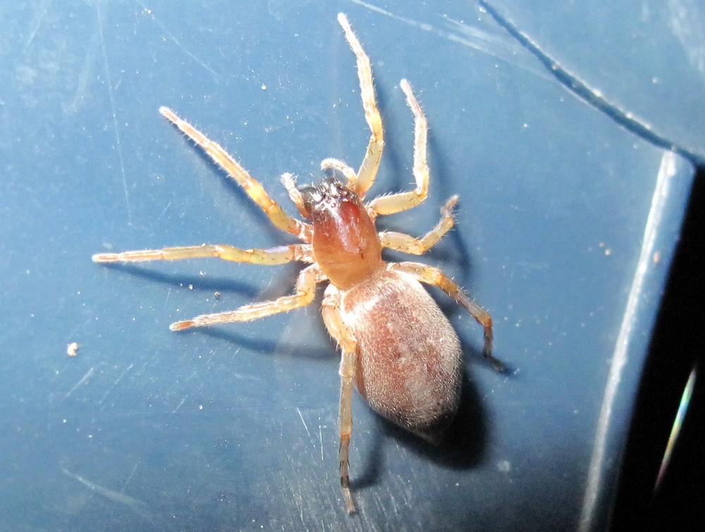 Spinne auf Garetnstuhl bei Nacht