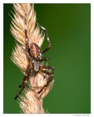 Spinne auf Gras