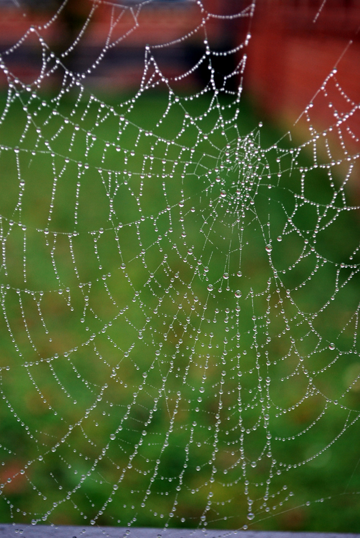 Spinne auf grün