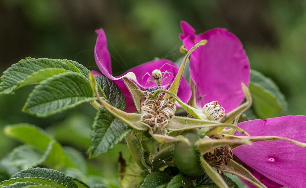 Spinne auf Heckenrose