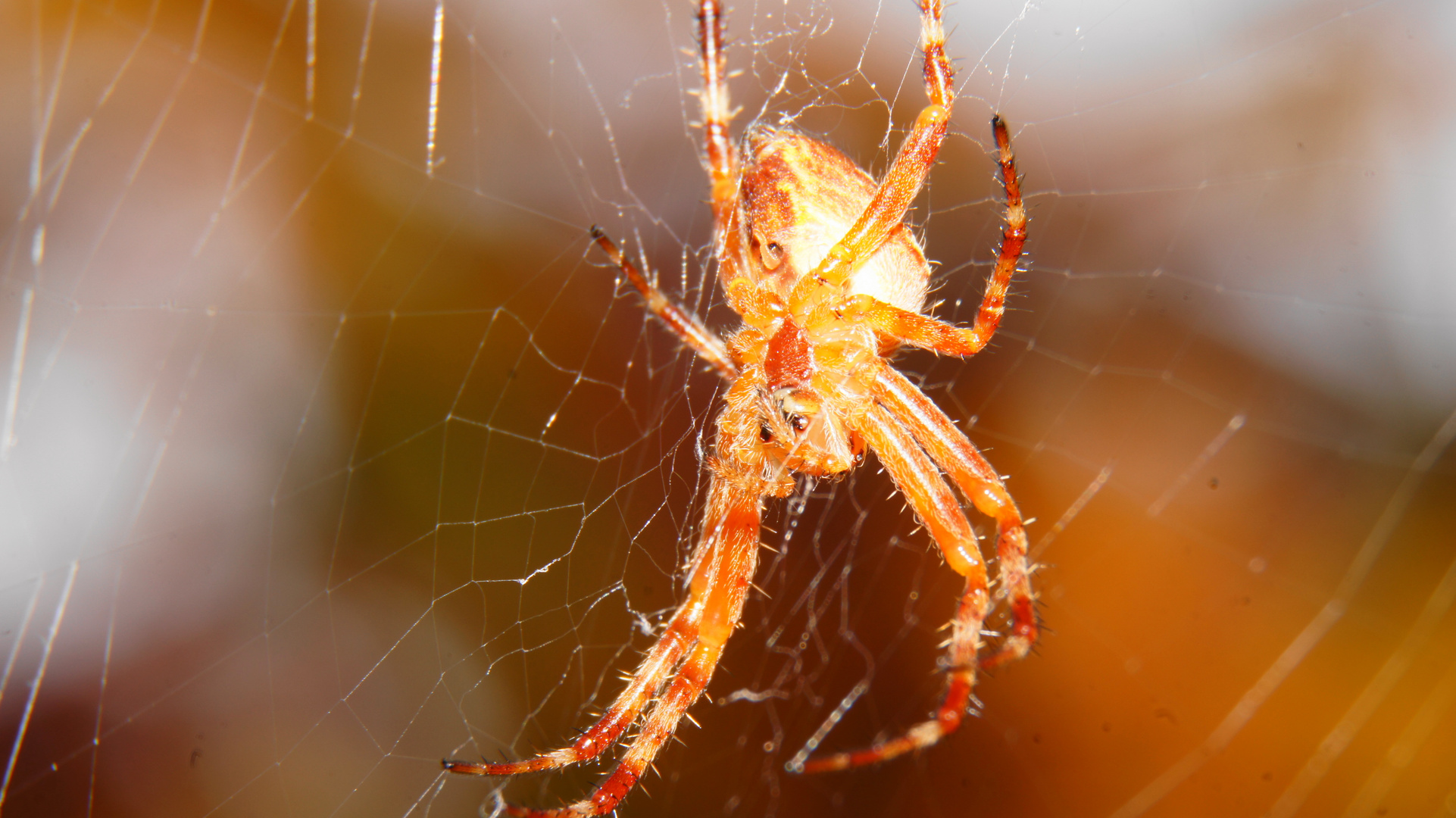 Spinne auf Jagd