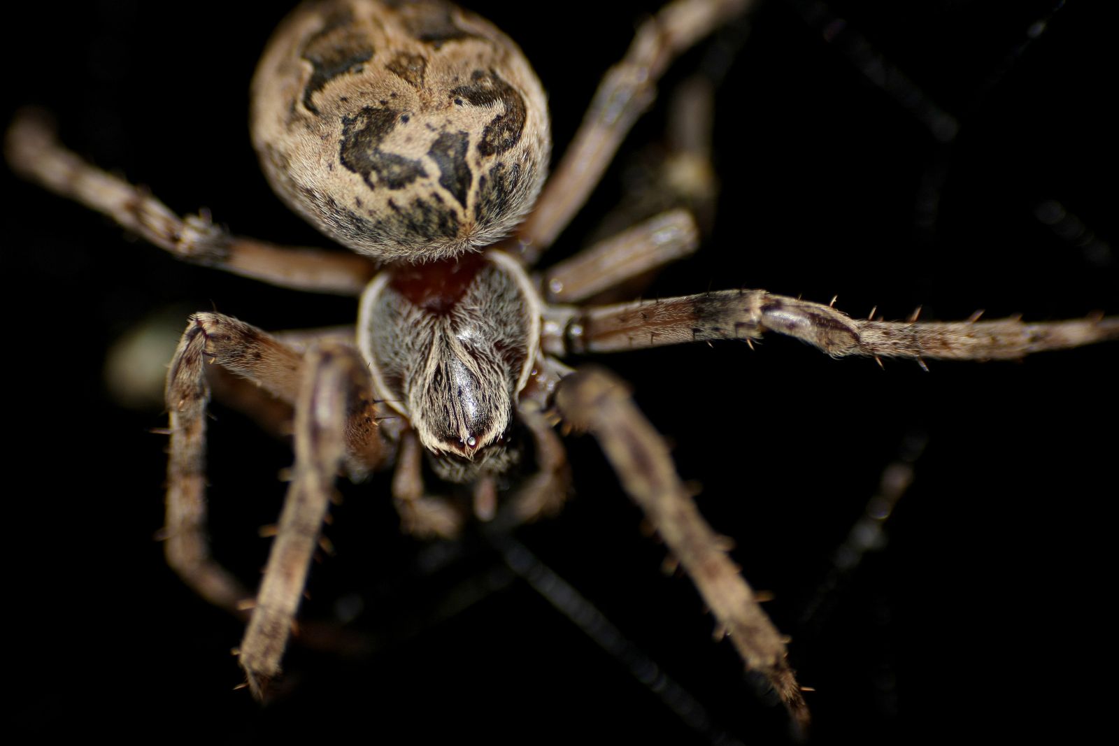 Spinne auf Jagd