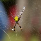 Spinne auf Kauai