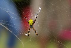 Spinne auf Kauai