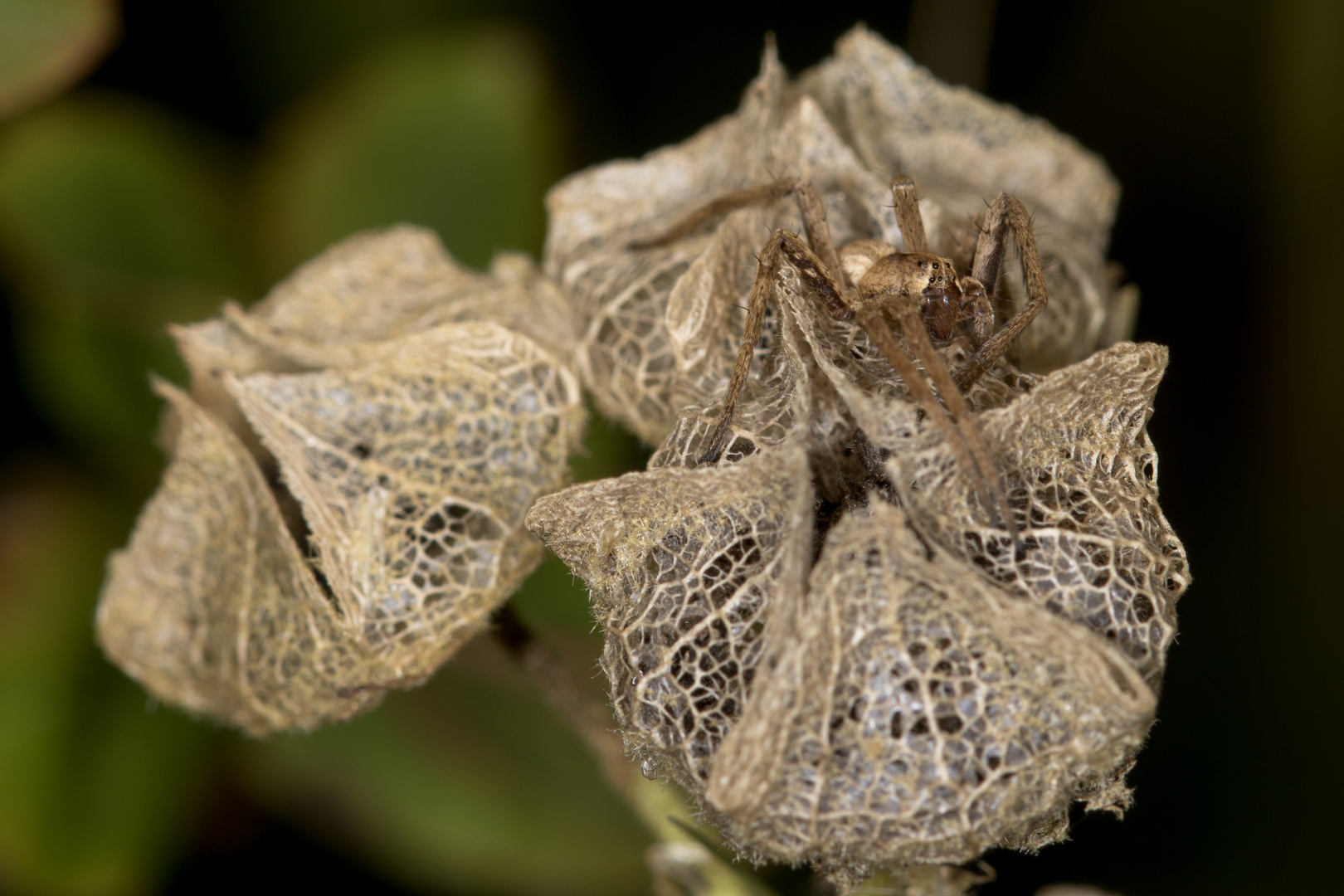 Spinne auf Lauer I