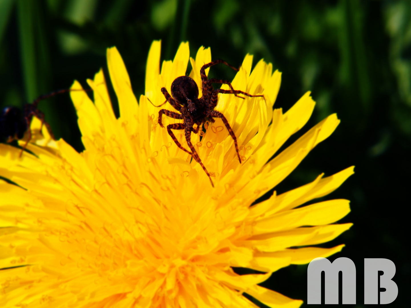 Spinne auf Löwenzahn