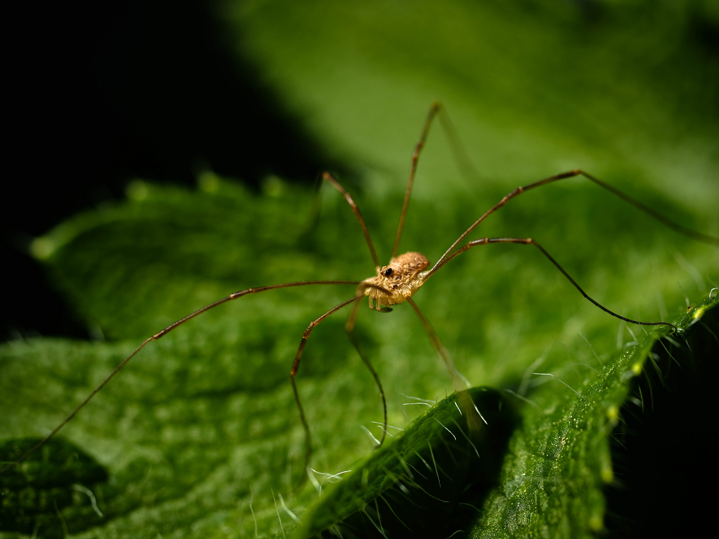 Spinne auf Mohnblatt (1 von 1)