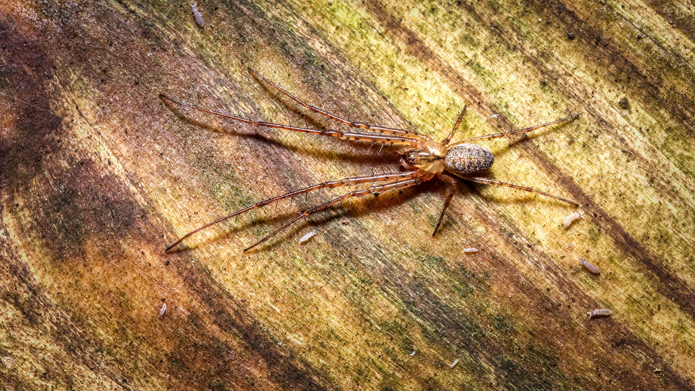 Spinne auf morschem Holz. Leider kenne ich den Namen nicht.