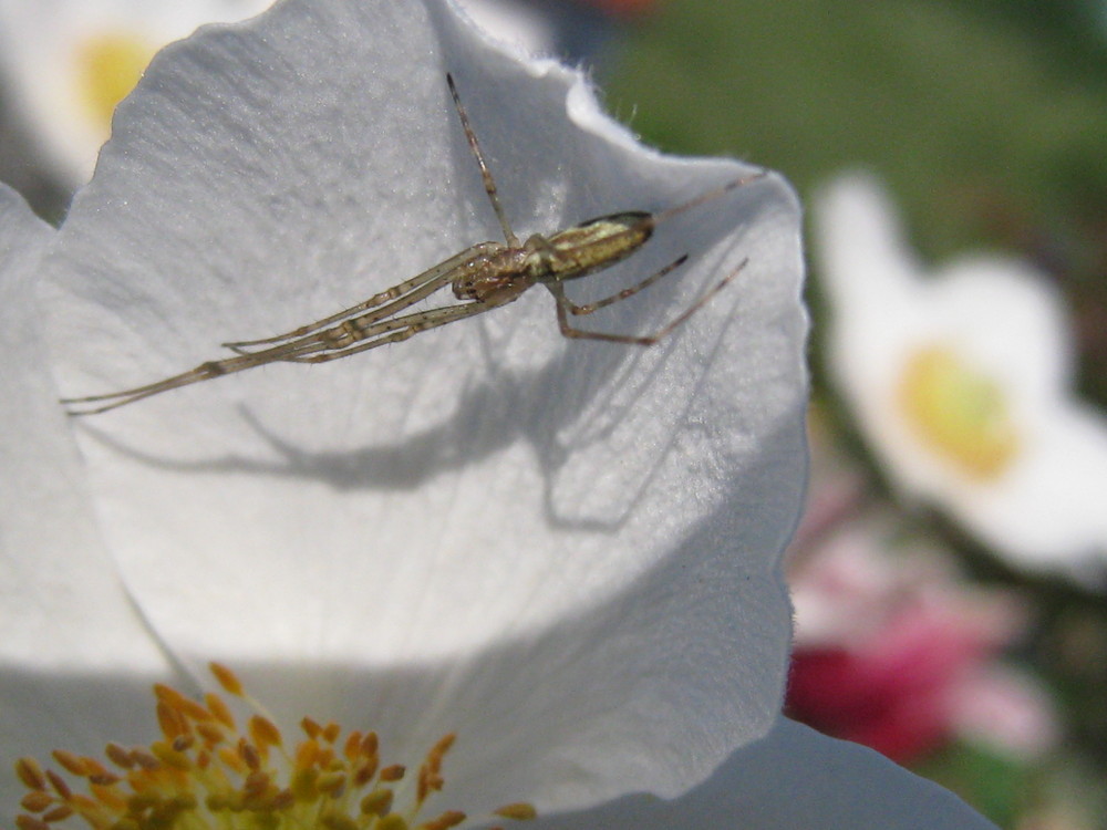 spinne auf ´ner blume