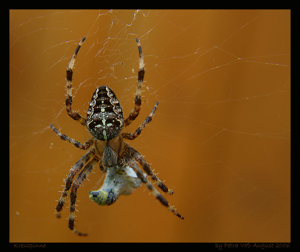 Spinne auf Netz mit eingespnnener Wespe