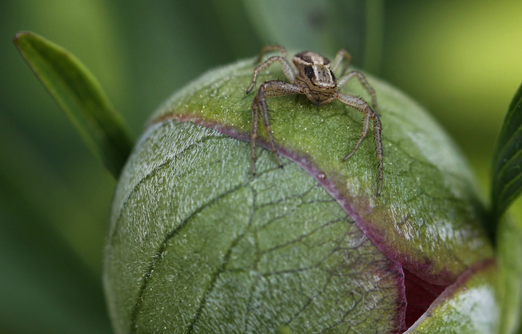 spinne auf pfingstrosenknospe