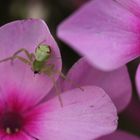 Spinne auf Phlox