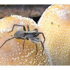 Spinne auf Pilz.