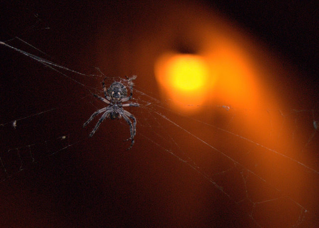 Spinne auf Prager Brücke