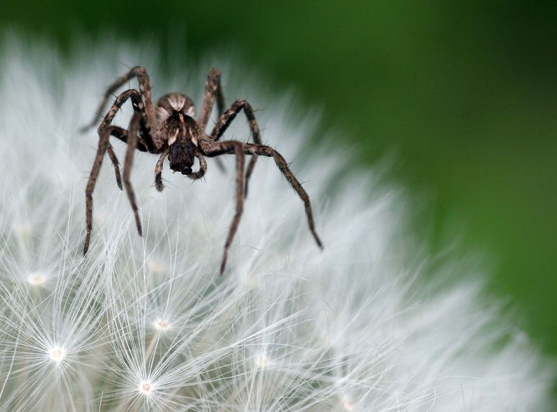 Spinne auf Pusteblume