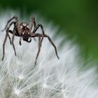 Spinne auf Pusteblume