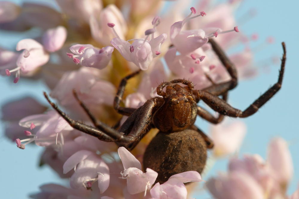 Spinne auf Rosa