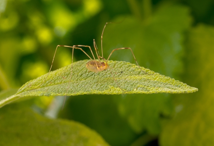 Spinne auf Salbei