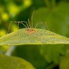 Spinne auf Salbei