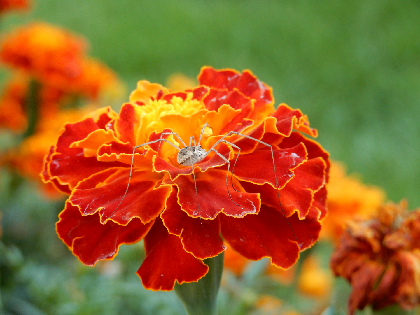 SPINNE AUF TAGETES