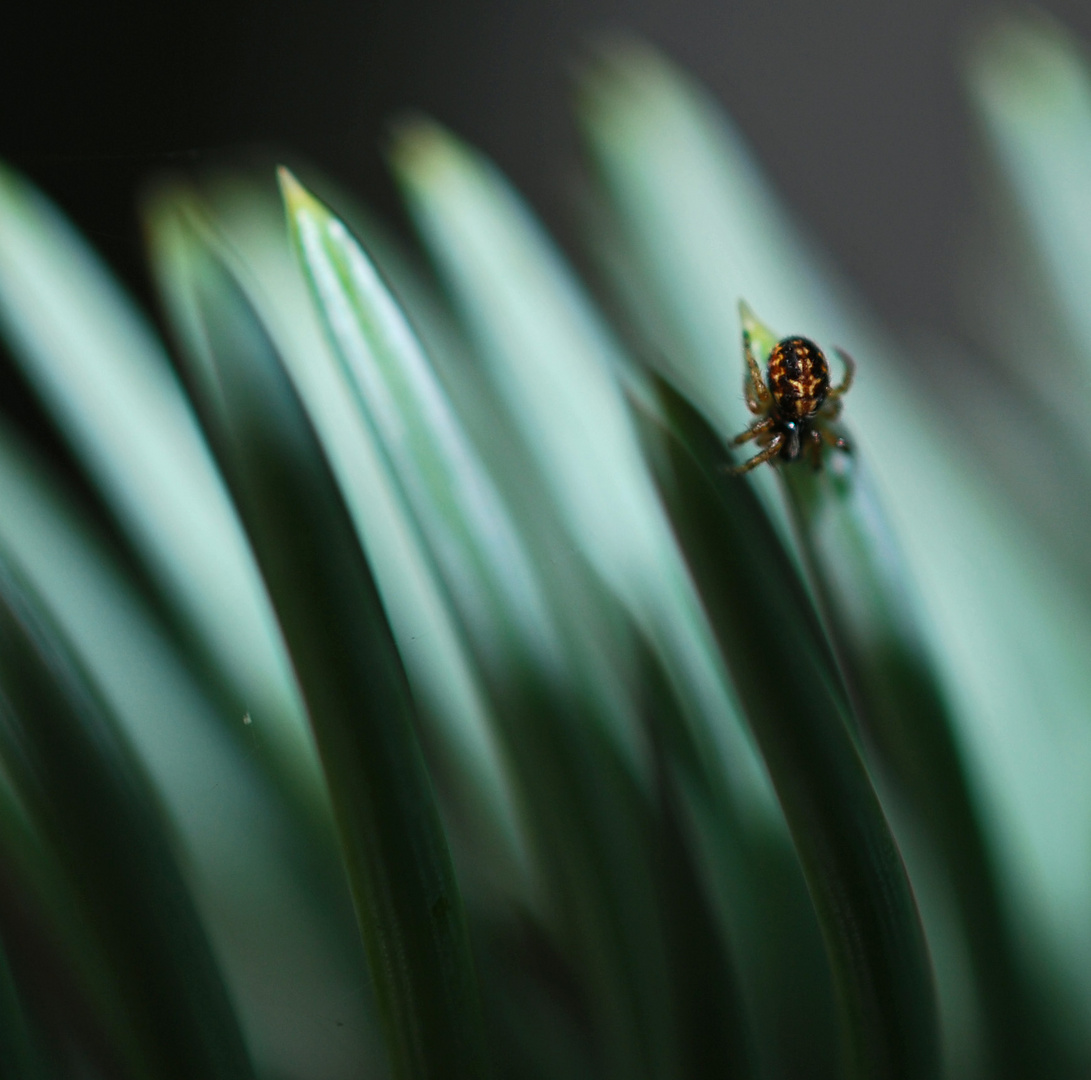 Spinne auf Tannennadel