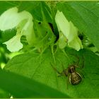 Spinne auf Taubnessel