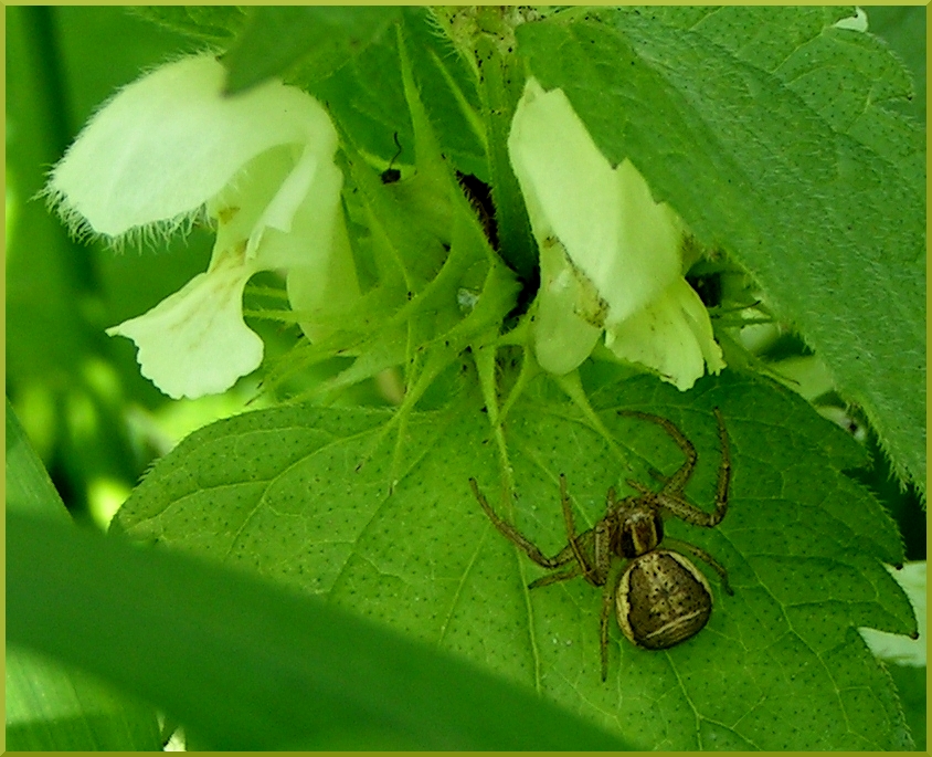 Spinne auf Taubnessel