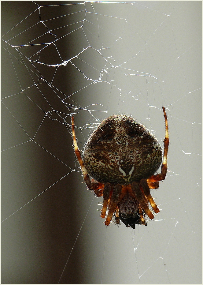 Spinne auf Teneriffa