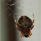 Spinne auf Teneriffa