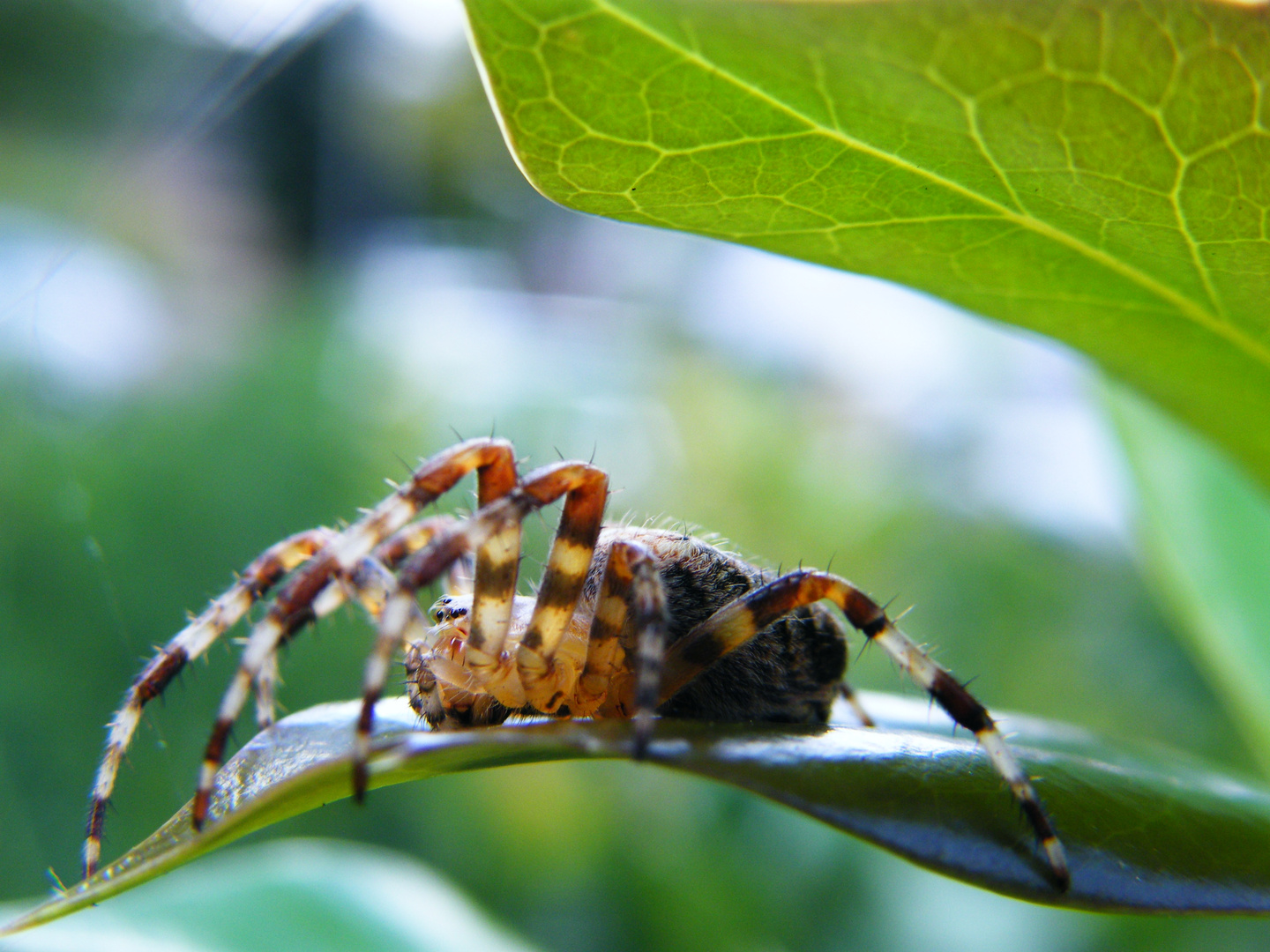 Spinne auf trab