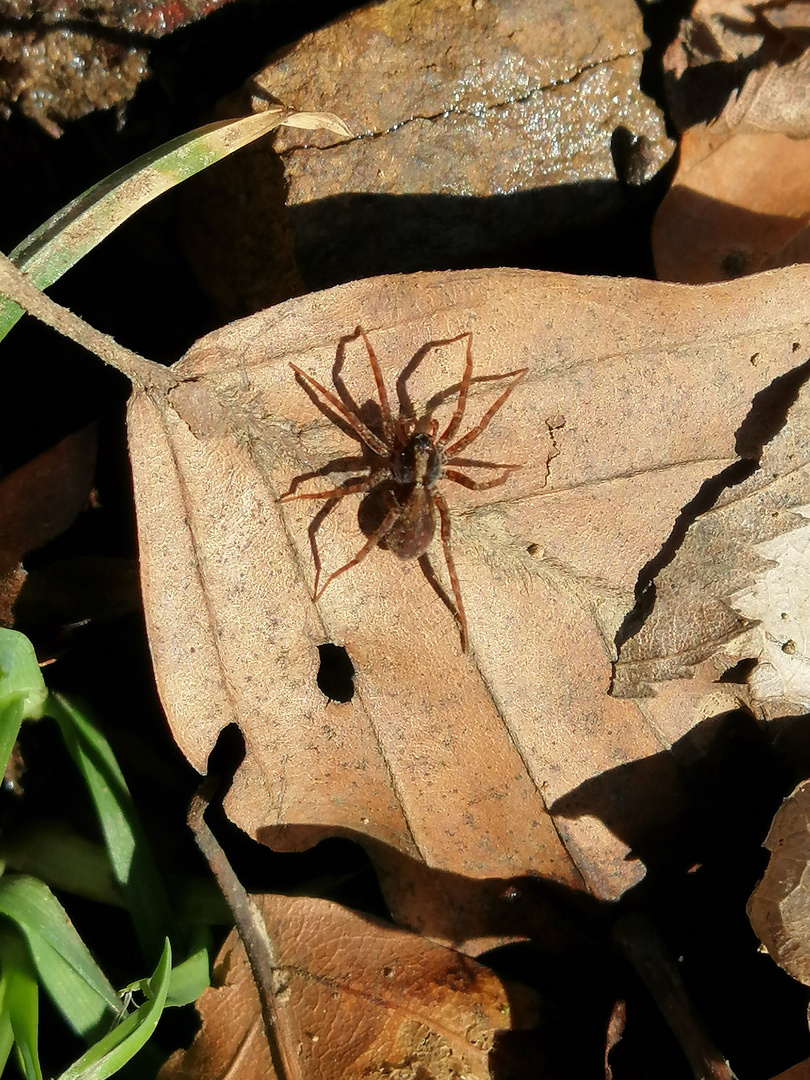 Spinne auf trockenem Laub