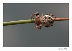 Spinne auf Wanderschaft...