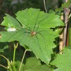 Spinne auf Weinblatt