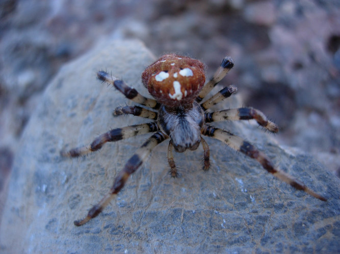 Spinne aus 1700 m.