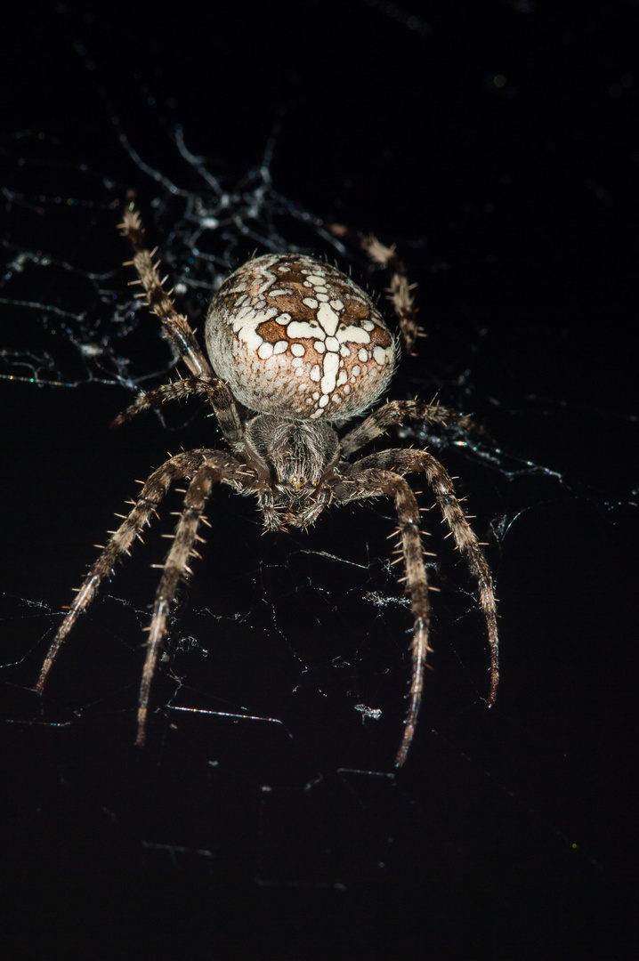 Spinne aus dem Dunkeln