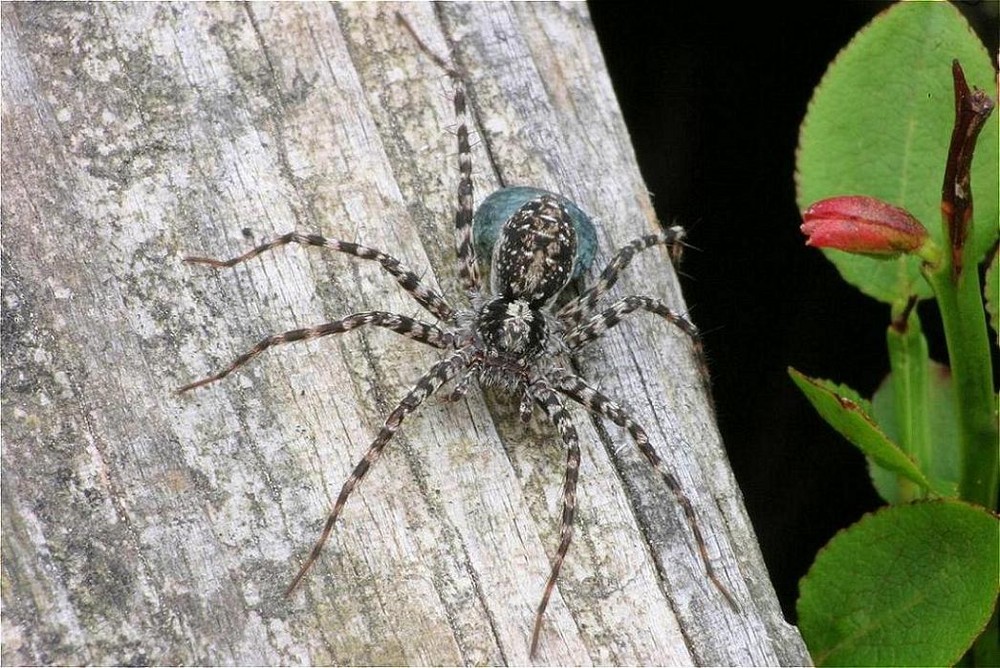 Spinne aus dem Moor