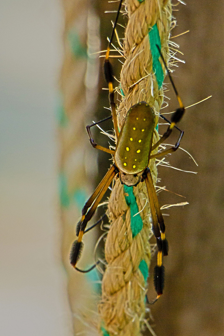 Spinne aus dem Regenwald