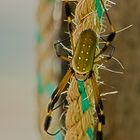 Spinne aus dem Regenwald