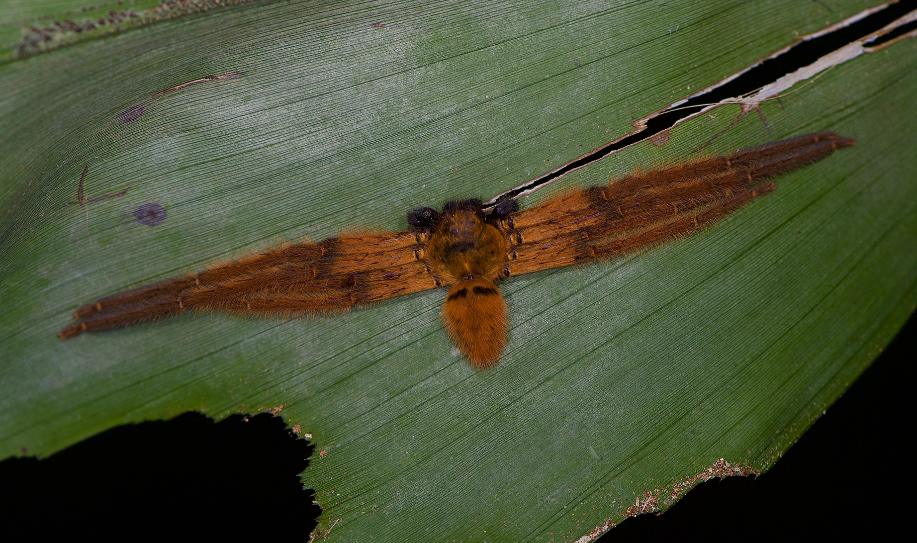 Spinne aus dem Tropischen Regenwald von Borneo.