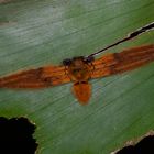Spinne aus dem Tropischen Regenwald von Borneo.