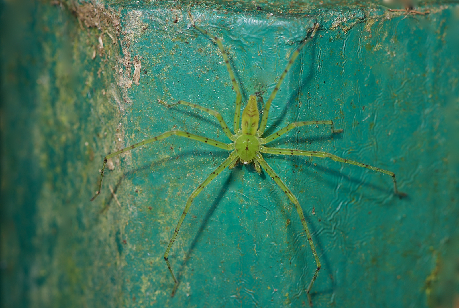 Spinne aus dem Tropischen Regenwald von Borneo