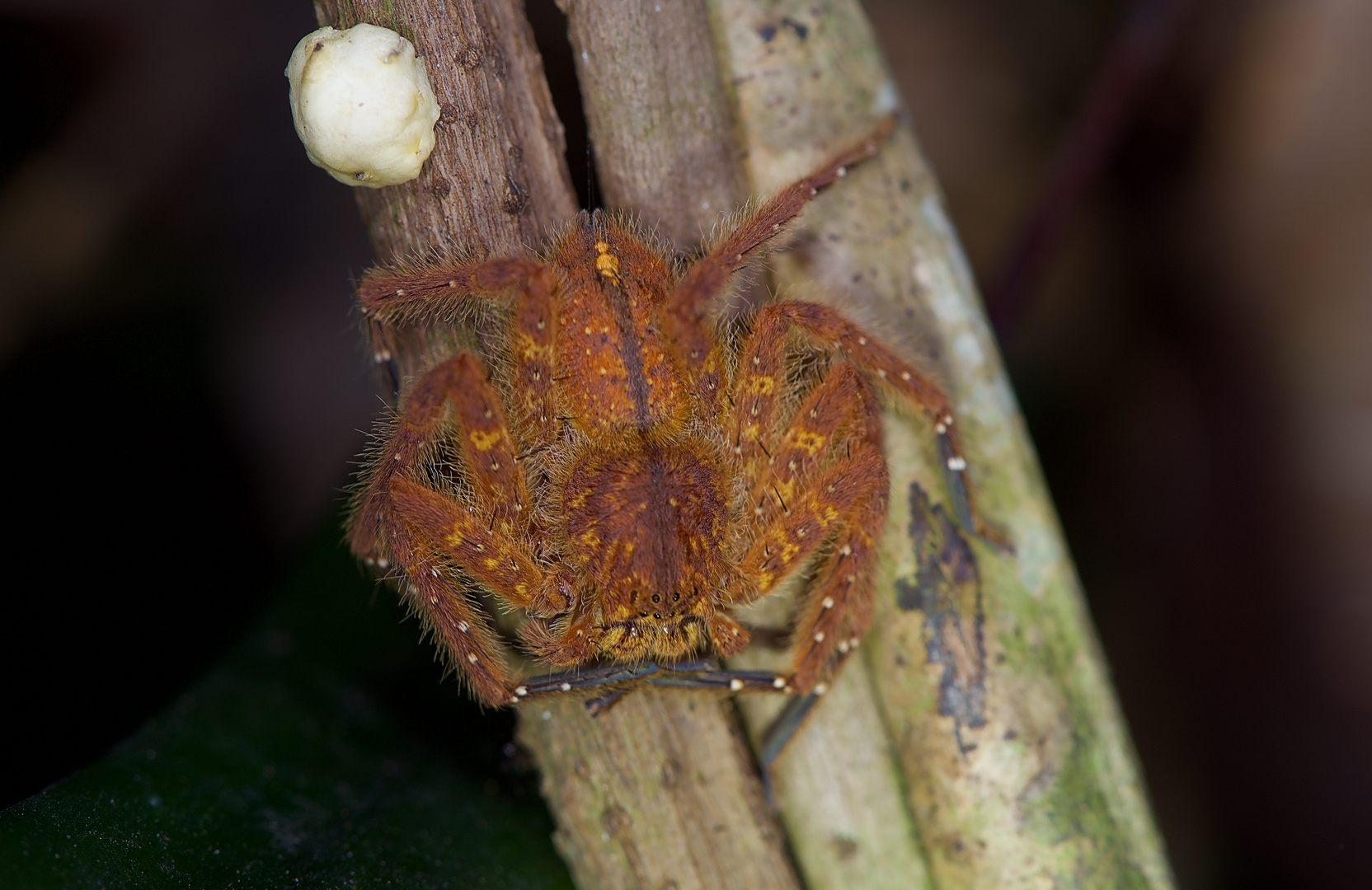 Spinne aus dem Tropischen Regenwald von Borneo.