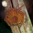 Spinne aus dem Tropischen Regenwald von Borneo.