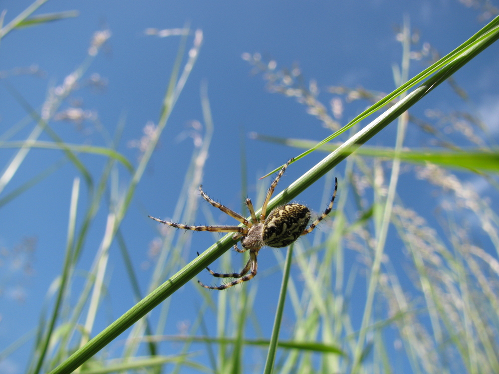 Spinne aus sicht der Maus