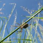 Spinne aus sicht der Maus