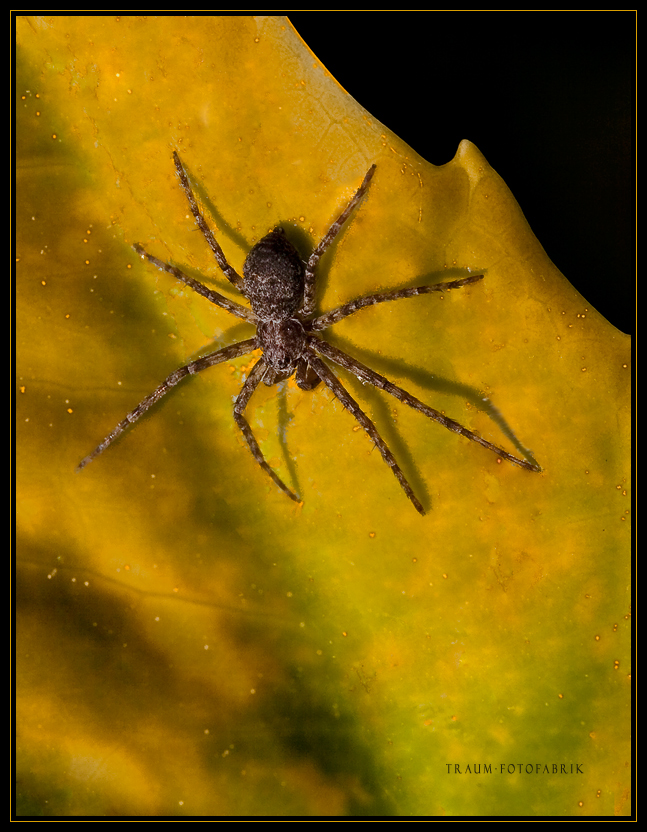 Spinne