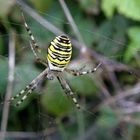 Spinne