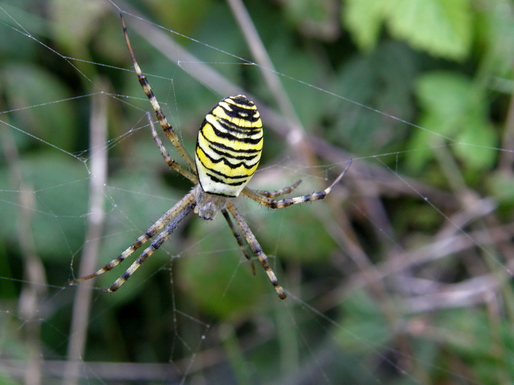 Spinne