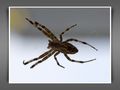 Spinne bäuchlings von Carsten Hohlmann